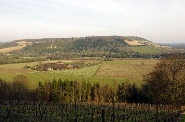 Denbies vineyard and Box Hill
